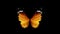 Animation orange butterfly wing on black background.