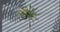 Animation of palm tree over leaves and window shadow on grey background