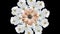 Animation of realistic white daisies moving around with a large brown flower in the center. Black background.