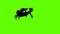 Animation silhouette of forest scorpion in an aggressive posture isolated on green screen