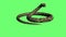 animation - Snake Python on the Green Screen