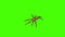 Animation - spiders creepy crawling on green screen background