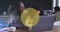 Animation of yellow circles over African American man and his daughter using laptop together