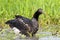 Anioema, Horned Screamer, Anhima cornuta