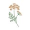 Anise or aniseed hand drawn on white background. Elegant drawing of flowering herbaceous plant or aromatic herb used in