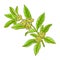 Anise Branch Colored Detailed Illustration.