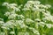 Anise flower field. Food and drinks ingredient. Fresh medicinal plant. Seasonal background.