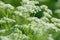 Anise flower field. Food and drinks ingredient. Fresh medicinal plant. Seasonal background.