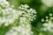 Anise flower field. Food and drinks ingredient. Fresh medicinal plant. Seasonal background.