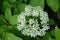 Anise flower on green leaves background