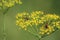 Anise flower and seed