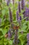 Anise hyssop