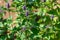 Anise Hyssop - Agastache Foeniculum - Perennial Plant