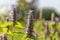 Anise hyssop flower on a sunny day