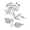 Anise isolated on white background. Herbal engraved style illustration. Detailed organic product sketch. Botanical hand