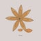 Anise or Pimpinella anisum herbaceous spice star shape on gray background.