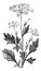 Anise or Pimpinella anisum vintage engraving