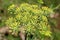 Anise plant flowers [pimpinella anisum].