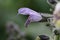 Anise scented sage blue flower