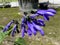 Anise-scented sage / Salvia guaranitica / Hummingbird sage, Guarani-Salbei, Salvia Azul, Sauge arbustive - Botanical Garden Zurich