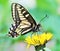Anise Swallowtail butterfly