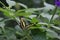 Anise Swallowtail Butterfly