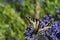 Anise Swallowtail butterfly on a purple flower