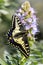 Anise Swallowtail feeding off Pride of Madeira