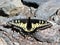 Anise Swallowtail Resting