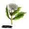 Aniseed myrtle green herb digital art illustration. Aromatic cooking condiment, allspice flower and green leaves