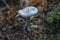 The Aniseed Toadstool Clitocybe odora is an edible mushroom