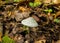 An aniseed toadstool sitting among fall leaves.