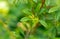 Anisetree or anise-tree green spice and leaves