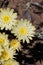 Anisocoma Acaulis Bloom - West Mojave Desert - 052022