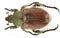 Anisoplia pubipennis