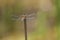 Anisoptera - dragonfly