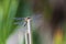 Anisoptera - dragonfly sitting on a blade of grass