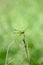 Anisoptera dragonfly sitting on a blade of grass