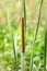 Anisoptera dragonfly sitting on a blade of grass