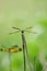 Anisoptera dragonfly sitting on a blade of grass