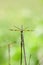 Anisoptera dragonfly sitting on a blade of grass