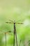 Anisoptera dragonfly sitting on a blade of grass