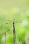 Anisoptera dragonfly sitting on a blade of grass