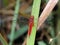 Anisoptera red colour dragon fly on green leaf
