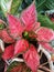 Anjamani red aglonema ornamental plant