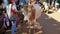 ANJUNA, GOA, INDIA JANUARY 2, 2019: Typical indian holy cow walks on local flea market - tries to beg tourist for some food, very
