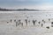 Ankara/Turkey-January 01 2019: Birds on ice in Lake Mogan with Golbasi City