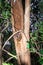 Ankarana Sportive lemur Lepilemur ankaranensis sitting in a tree, Ankarana Special Reserve, Madagascar