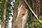 Ankarana Sportive lemur Lepilemur ankaranensis sitting in a tree, Ankarana Special Reserve, Madagascar