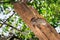 Ankarana Sportive lemur Lepilemur ankaranensis sitting in a tree, Ankarana Special Reserve, Madagascar